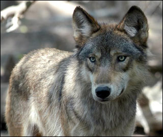 A Wisconsin judge is to decide Wednesday, Aug. 29, 2012, whether to issue an injunction blocking wolf hunts while he weighs a lawsuit filed by a coalition of humane societies. They allege the DNR failed to set up restrictions on the use of dogs, creating the potential for bloody wolf-dog fights in the woods. (AP Photo/Dawn Villella, file)