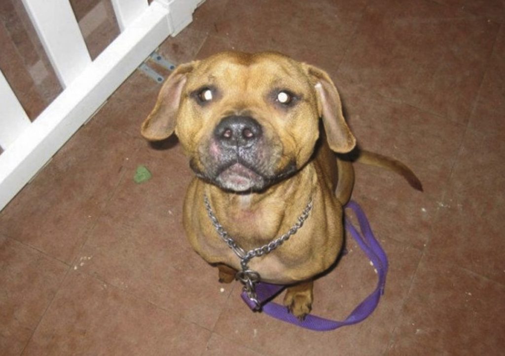 This undated photo obtained by The Associated Press shows Desmond, a dog that was beaten, starved and strangled in Connecticut in 2012 by his owner, Alex Wullaert, who admitted to the violence but avoided jail time under a probation program for first-time offenders. Animal rights advocates, who strongly objected to the ruling, used this photo on T-shirts and posters as they pushed for better legal advocacy for abused animals. With the passage of "Desmond's Law" in 2016, Connecticut became the first state to allow court-appointed lawyers and law students to advocate for animals in cruelty and abuse cases. (AP Photo)