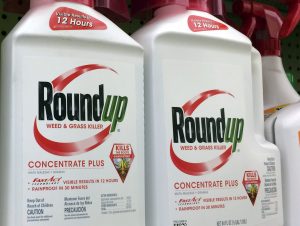 FILE - This Jan. 26, 2017, file photo shows containers of Roundup, a weed killer made by Monsanto, on a shelf at a hardware store in Los Angeles. Lawyers for a school groundskeeper dying of cancer asked a San Francisco jury during a trial Monday, July 9, 2018, to find that agribusiness giant Monsanto's widely used weed killer Roundup likely caused his disease. (AP Photo/Reed Saxon, File)
