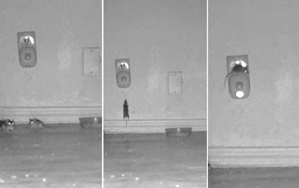 This photo of three images taken from October 2017 video produced by Sierra Research Laboratories shows mice congregated around and climbing on a device that was supposed to scare them away. The images were included in a civil complaint filed with the U.S. Attorney's Office for the Southern District of New York against BHH, the New York based company that produces the device. On Wednesday, Sept. 5, 2018, a New York judge said pictures of mice lounging around the anti-rodent device are reason enough to let a lawsuit proceed against the company that sells them. (Sierra Research Laboratories via AP)