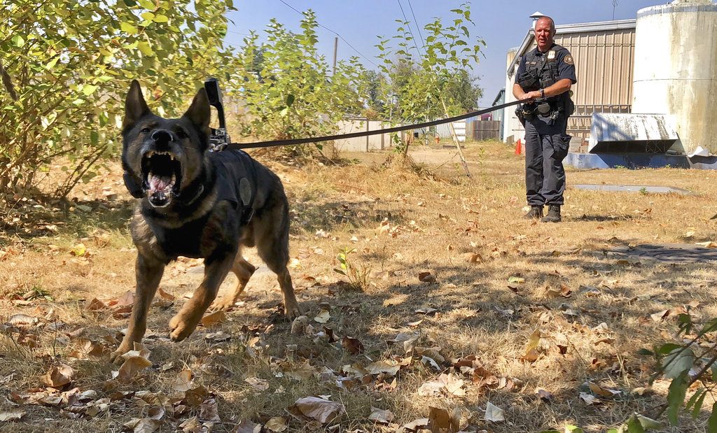 In this Sept. 6, 2018, photo, Portland Police K-9 Officer Shawn Gore gives commands to police dog Jasko, in Portland, Ore. Jasko is wearing a new canine body camera on his back that Gore is testing out for the Portland Police Bureau, which currently outfits 10 dogs with body-worn cameras. The devices generally attach to dogs’ backs on a vest and transmit video to a handler watching from a screen, possibly on their wrist or around their necks, so officers can better assess what they are up against in a situation. (AP Photo/Gillian Flaccus)