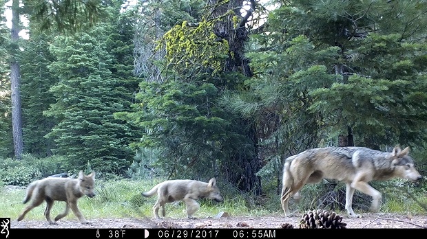 This image from U.S. Forest Service shows a female gray wolf and two of the three pups born in 2017 in the wilds of Lassen National Forest in Northern California. (U.S. Forest Service via AP, File)