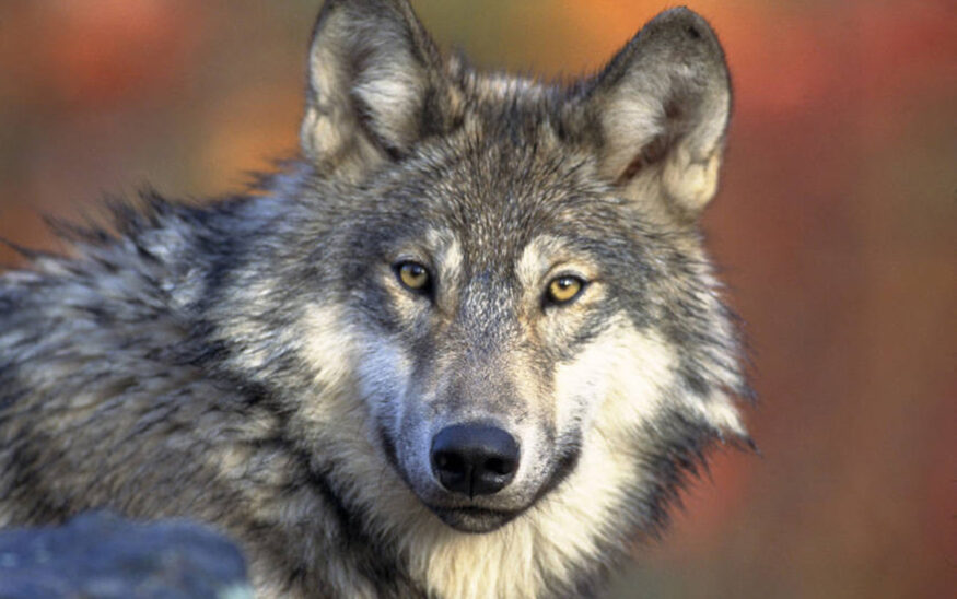 Wisconsin wolf hunt